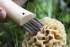 Opinel N°08 Champignon Inox - Couteau Mycologique Spécialisé Hêtre - Lame Courbe 8 cm avec Brosse